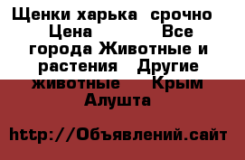 Щенки харька! срочно. › Цена ­ 5 000 - Все города Животные и растения » Другие животные   . Крым,Алушта